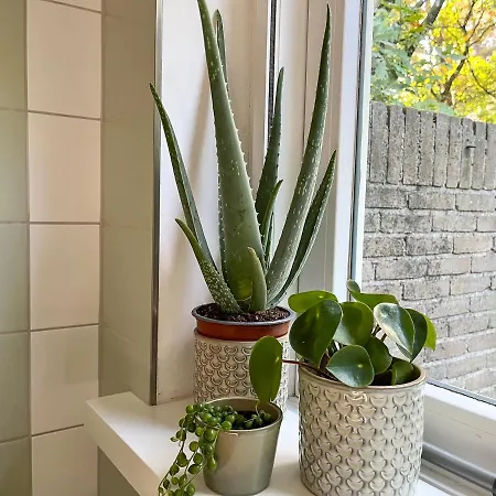 Modern Natuurhuisje Midden In Het Bos Op De Veluwe * Otterlo